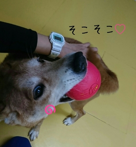 NEW Face´•ﻌ•`🐾_f0357682_21401931.jpg