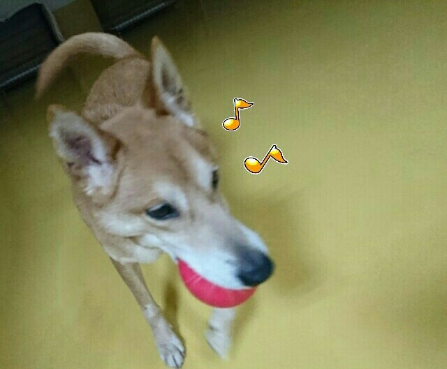 NEW Face´•ﻌ•`🐾_f0357682_21403120.jpg