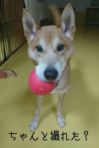 NEW Face´•ﻌ•`🐾_f0357682_21403503.jpg