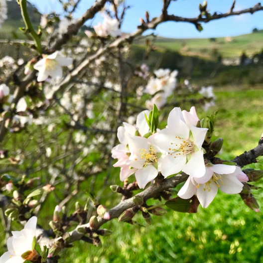 アーモンドの花が咲きました 幸せなシチリアの食卓 時々旅