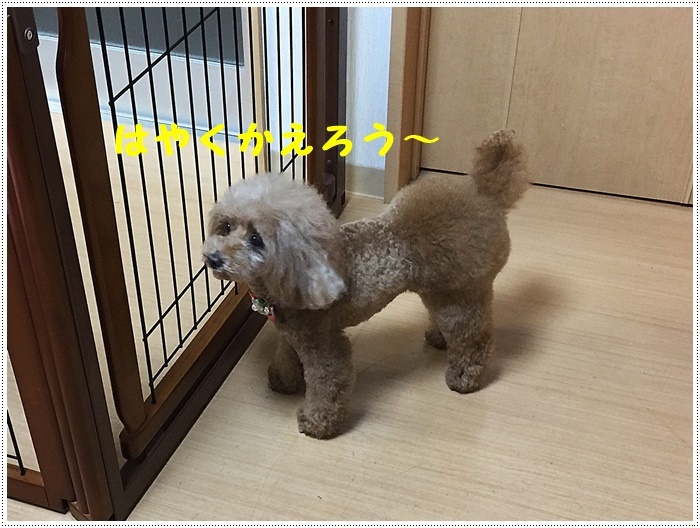 さくらと大の月一トリミングデー、今回も可愛く仕上げてもらいました(v´∀‘*) イエーイ♪_b0175688_21384096.jpg