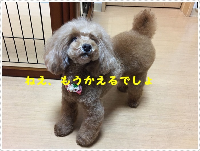 さくらと大の月一トリミングデー、今回も可愛く仕上げてもらいました(v´∀‘*) イエーイ♪_b0175688_21393224.jpg