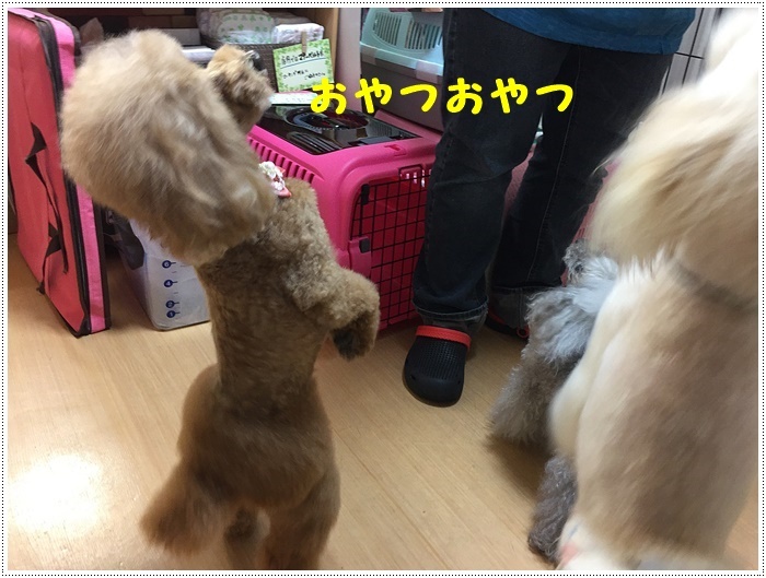 さくらと大の月一トリミングデー、今回も可愛く仕上げてもらいました(v´∀‘*) イエーイ♪_b0175688_21405042.jpg
