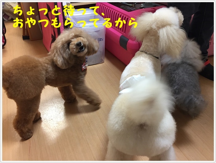さくらと大の月一トリミングデー、今回も可愛く仕上げてもらいました(v´∀‘*) イエーイ♪_b0175688_21405771.jpg
