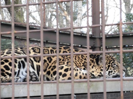 愛媛県立とべ動物園はやっぱり良かった（ ＾ω＾）_b0211091_15552000.jpg