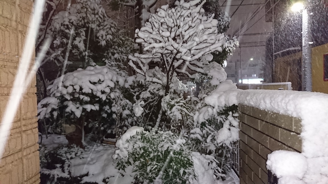 関東は、大雪です！_b0221295_22012534.jpg