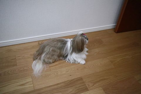c0090198_17555552.jpg