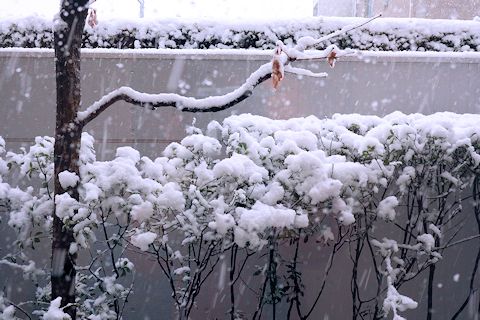 c0090198_1801825.jpg