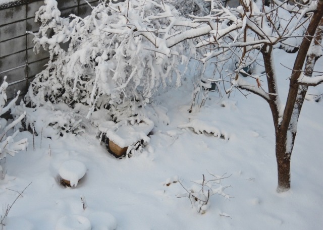 昨日の雪から・・・_e0025300_1247422.jpg