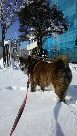 やっぱり犬は雪が好き♪_f0242002_19180530.jpg