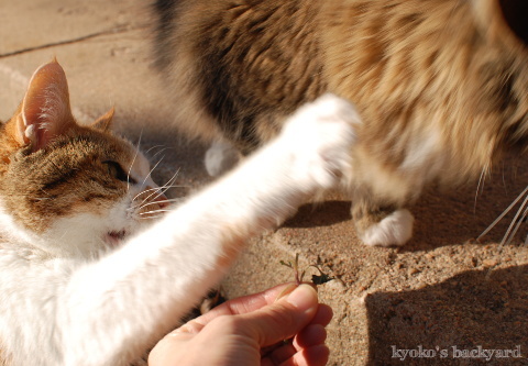 冬のキャットニップを発見！その2_b0253205_04041892.jpg