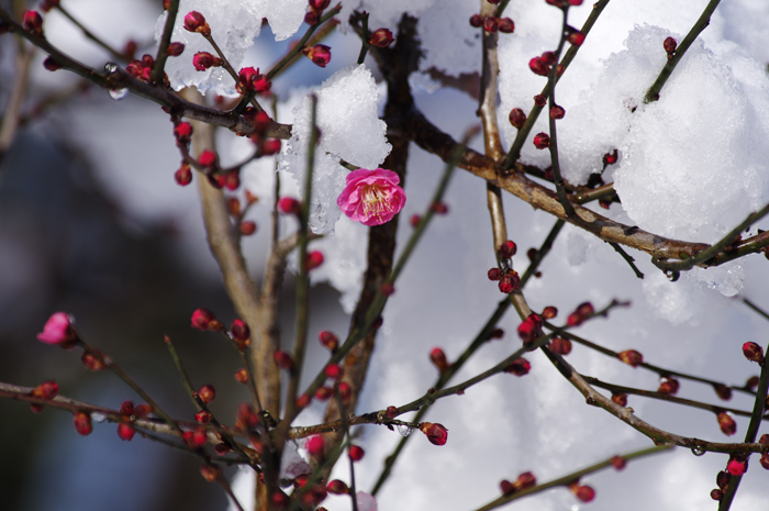 雪の梅園　１_b0151409_21023286.jpg