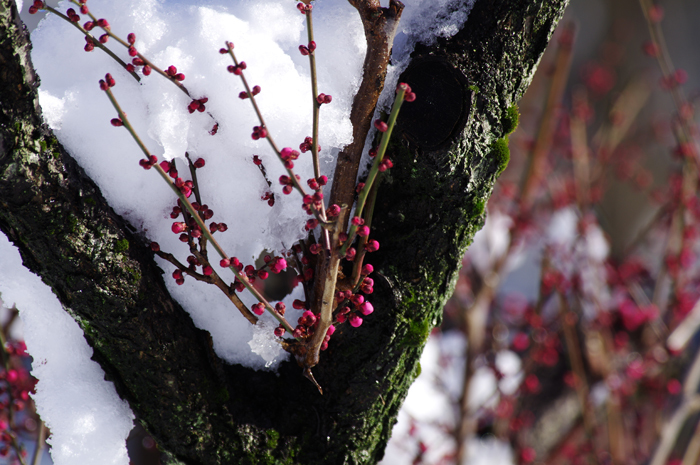 雪の梅園　１_b0151409_21050845.jpg