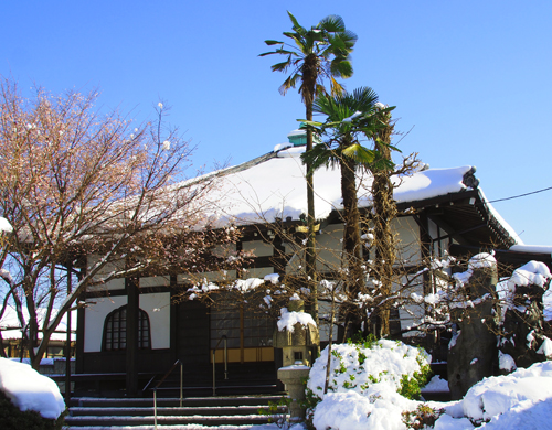 東京の雪　金剛寺（１月２３日　中野区上高田）_a0023315_13102645.jpg