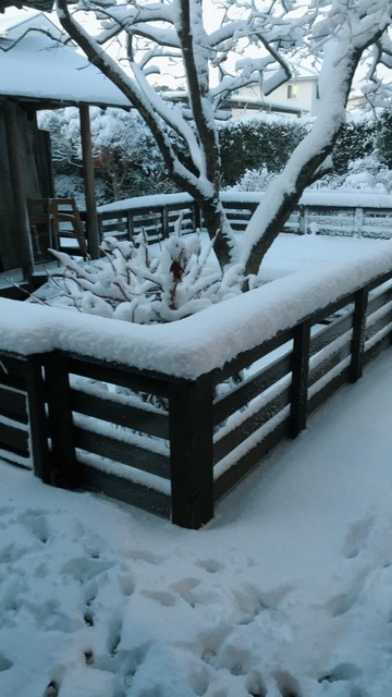 4年ぶりの大雪でした_e0143628_11063862.jpg