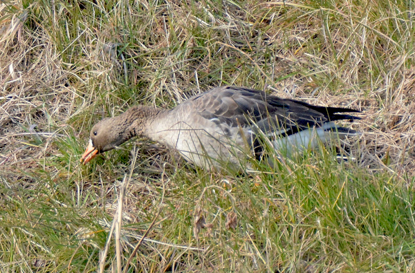 e0097534_10174937.jpg