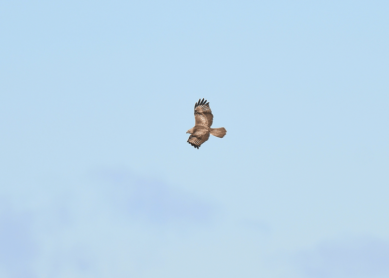d0290240_15504841.gif