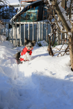 c0145250_12125702.gif