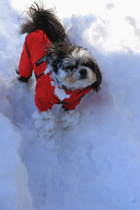 c0145250_12131048.gif