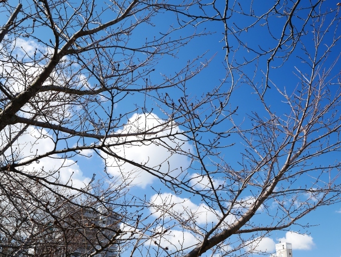 　　桜の芽　　２０１８-０１-２４　００：００ _b0093754_22122512.jpg