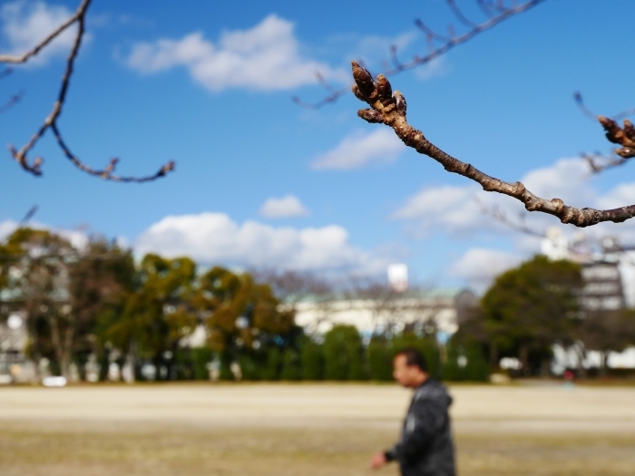 　　桜の芽　　２０１８-０１-２４　００：００ _b0093754_22130390.jpg