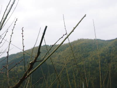山あいの南高梅 冬の剪定(2018)その2(匠の剪定作業)_a0254656_18430792.jpg