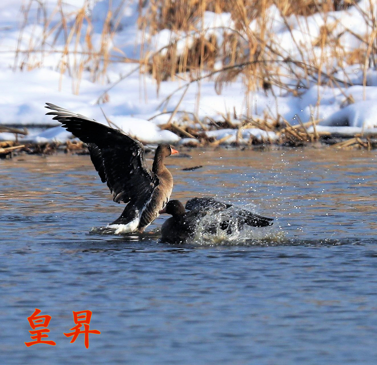 今日は雪が降り水は綺麗だし 白い鳥とエサ取りをしていたところ黒い鳥が意地悪にきたが大きく見せたところ逃げていったよ 皇 昇 今日は雪が降り水は綺麗だし 白い鳥とエサ取りをしていたところ黒い鳥が意地悪にきたが大きく見せたところ逃げていったよ 皇 昇