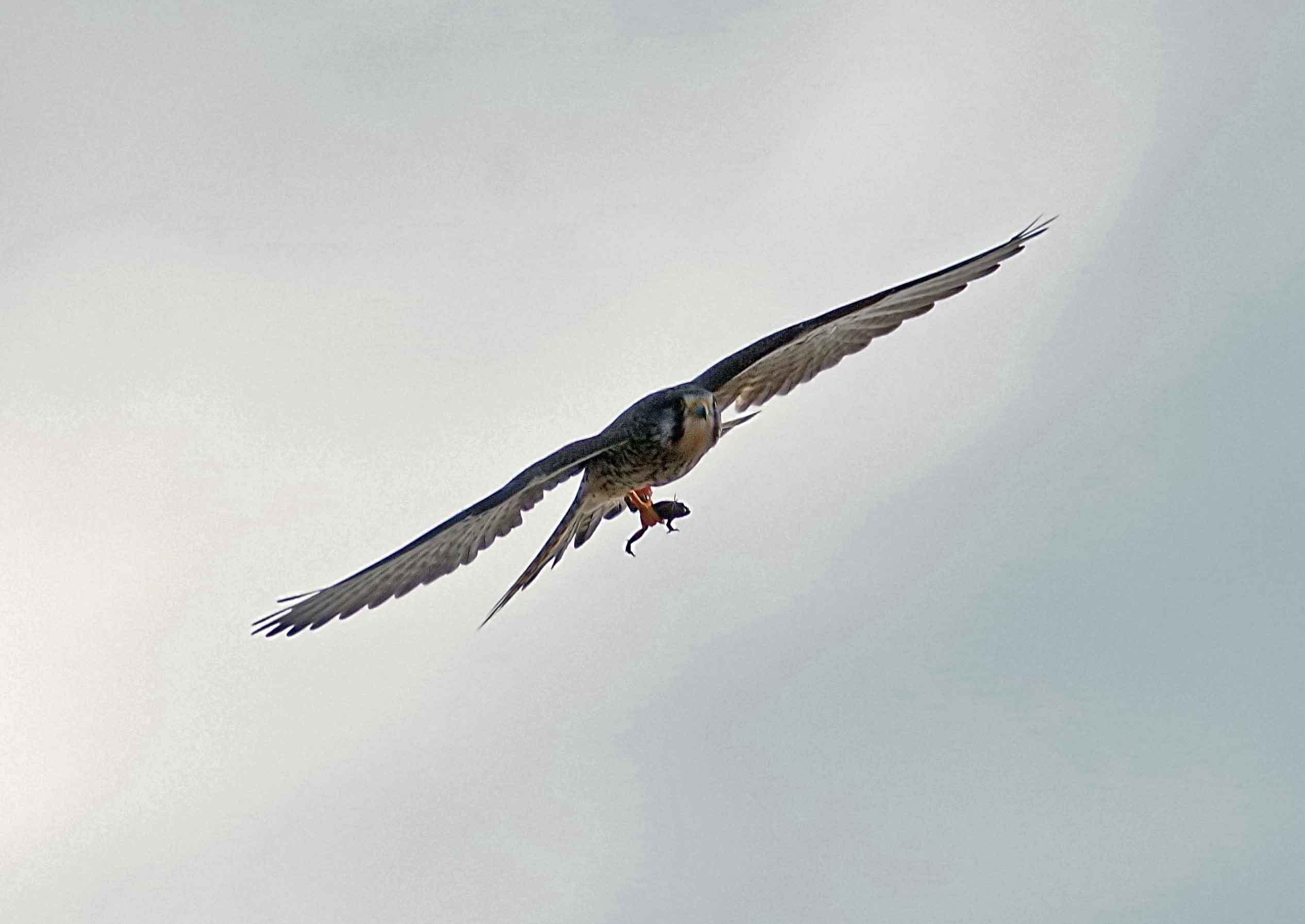 ２０１８年　１月　　野鳥_c0176183_08474866.jpg