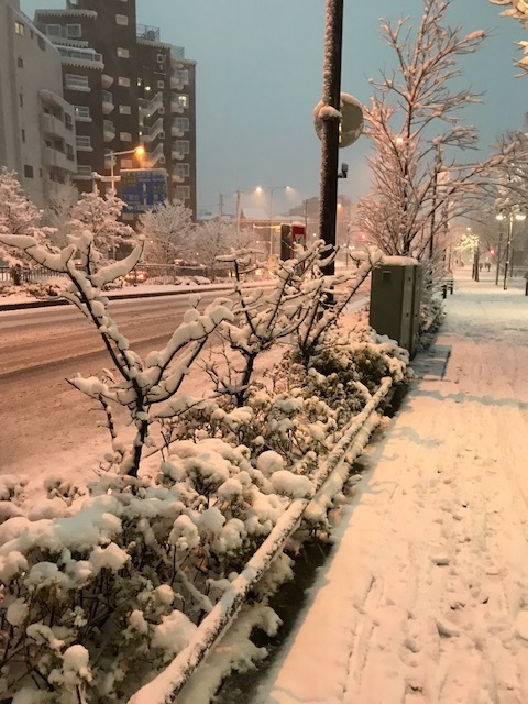 東京の大雪_b0187591_15363636.jpg