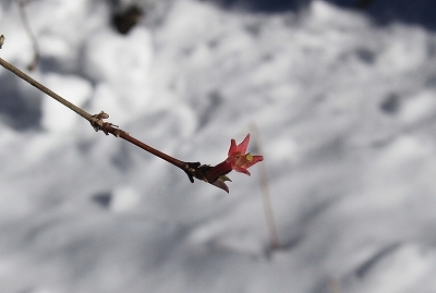 雪のあと_b0049307_11511070.jpg