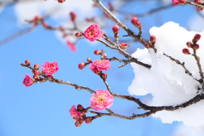 関東平野に大雪_d0150720_15553277.jpg