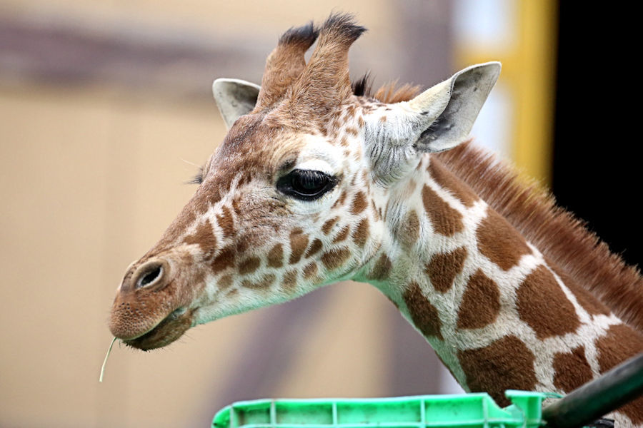 キリンに餌やり 動物園放浪記