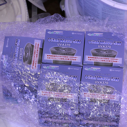 入荷情報~新商品&海水魚~_d0221436_22471842.jpg