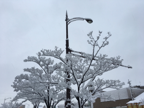 大雪と朝練でわかること 2018/1/24_e0156339_15400035.jpg