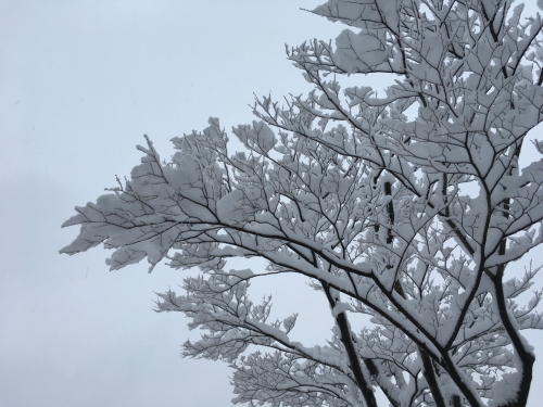 大雪と朝練でわかること 2018/1/24_e0156339_15400040.jpg