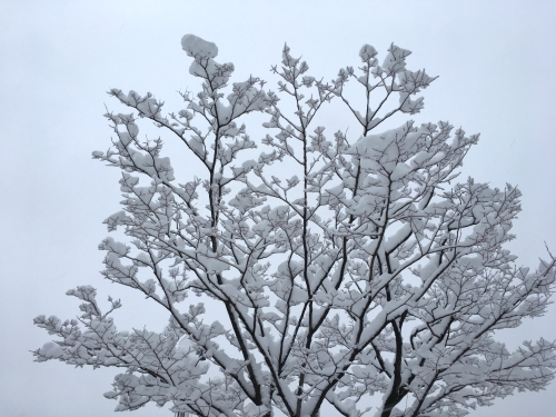 大雪と朝練でわかること 2018/1/24_e0156339_15400199.jpg