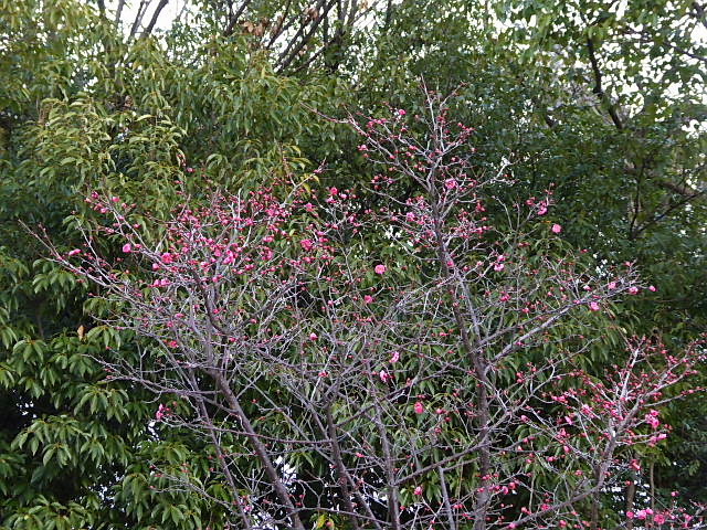 紅白梅 水仙 工事用ポール 風に吹かれて