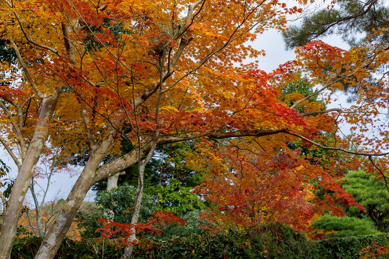 京都の紅葉2017 魅惑の修学院離宮（中離宮編）_f0155048_23321958.jpg