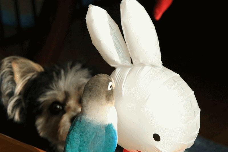 c0145250_10122332.gif