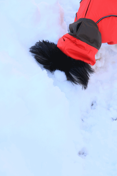 c0145250_10422559.gif