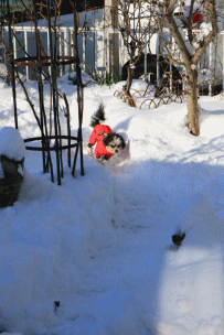 c0145250_10424123.gif