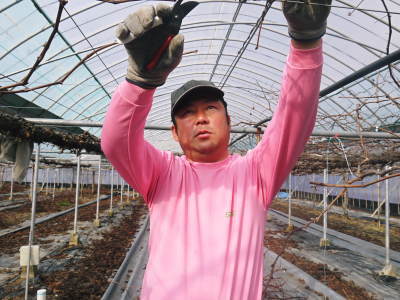 熊本ぶどう 社方園 剪定作業2018(前編 主幹を補う)_a0254656_17390200.jpg