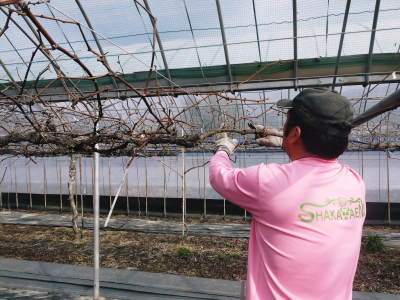 熊本ぶどう 社方園 剪定作業2018(前編 主幹を補う)_a0254656_17412605.jpg