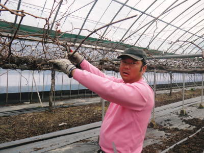熊本ぶどう 社方園 剪定作業2018(前編 主幹を補う)_a0254656_18073364.jpg
