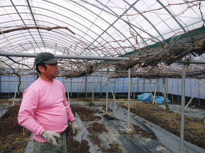 熊本ぶどう 社方園 剪定作業2018(前編 主幹を補う)_a0254656_18092398.jpg