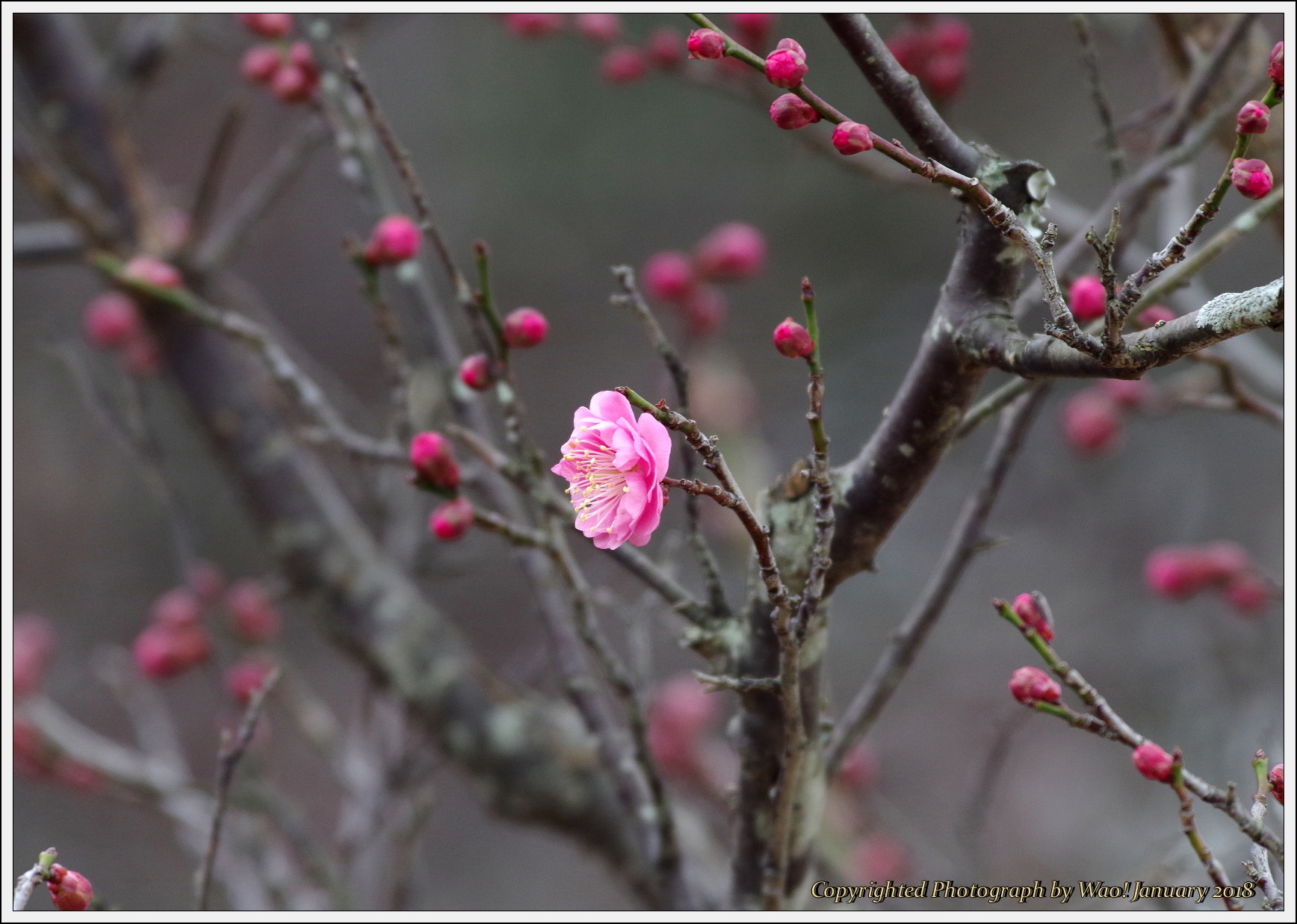 今年最初の梅の花_c0198669_15133151.jpg