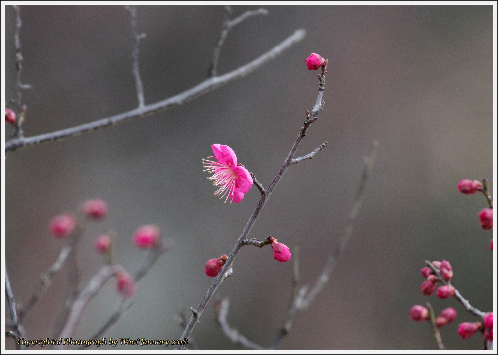 今年最初の梅の花_c0198669_15155931.jpg