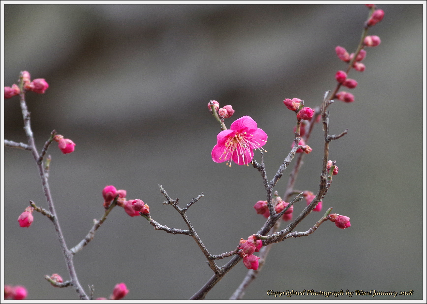 今年最初の梅の花_c0198669_15160874.jpg