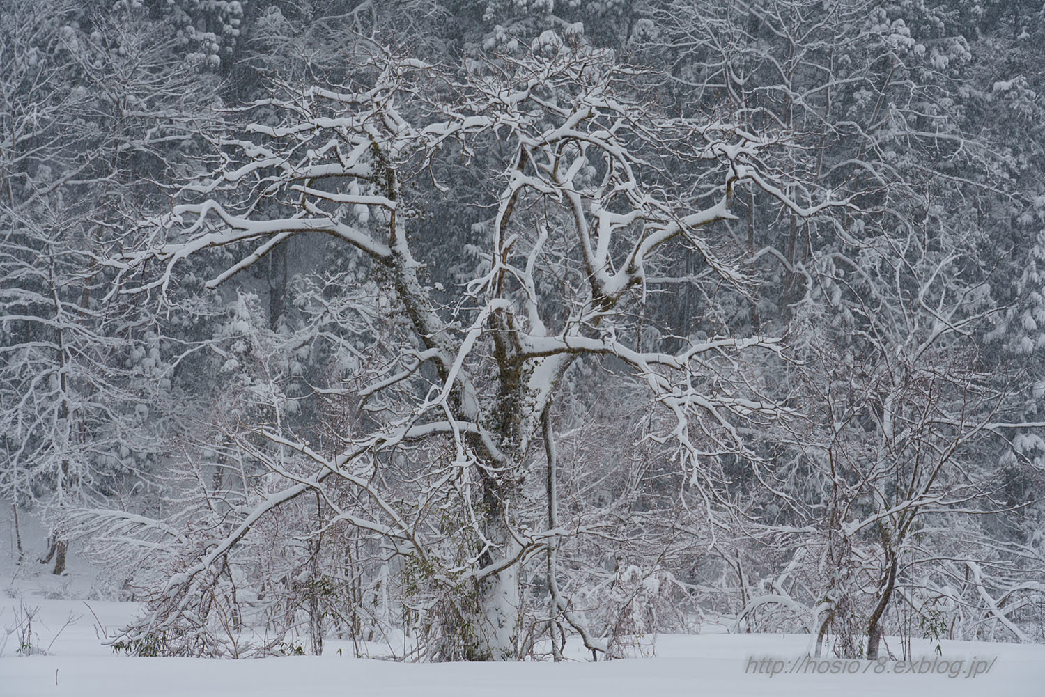 大雪_e0214470_18282751.jpg