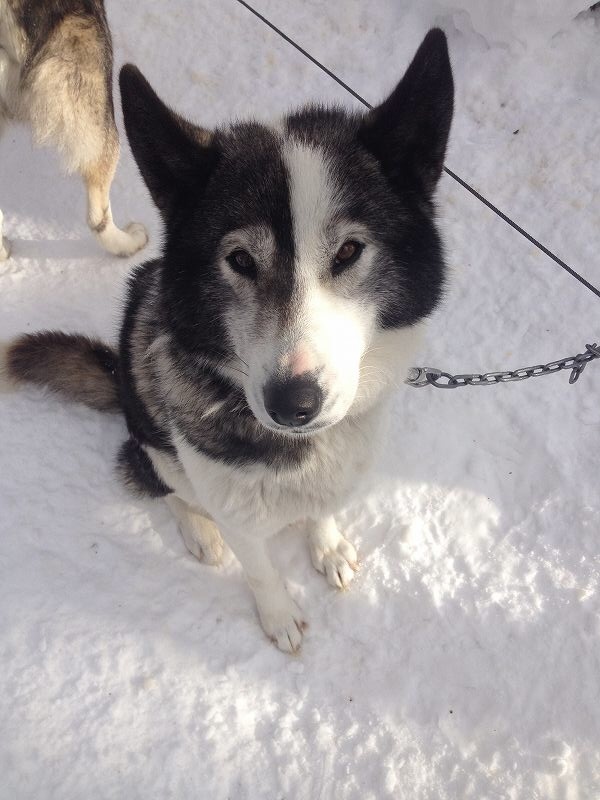 北海道犬ぞりツアーを体験 ハスキーがやってきた